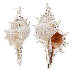 Focal, murex shell (natural) and silver-plated steel, white / dark brown / light brown, 45x20mm. Sold per pkg of 2.