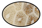 Agatized Coral Beads and Components