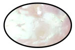 Cultured Freshwater Pearls