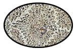 Petoskey Stone